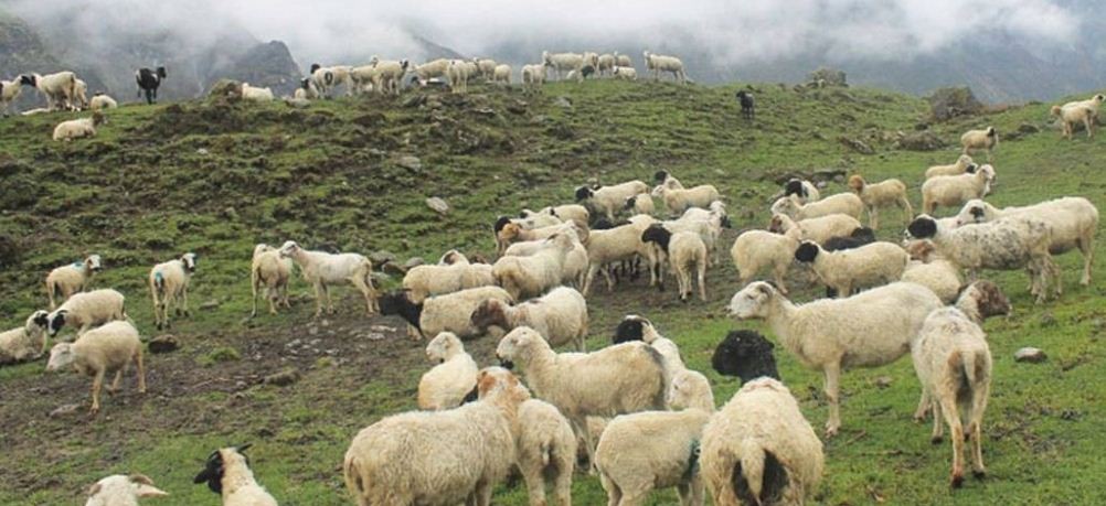 बुकीमा चरेका च्याङ्ग्राको माग उच्च, गाउँबाटै बिक्छन् प्रतिगोटा ३५ हजारसम्ममा