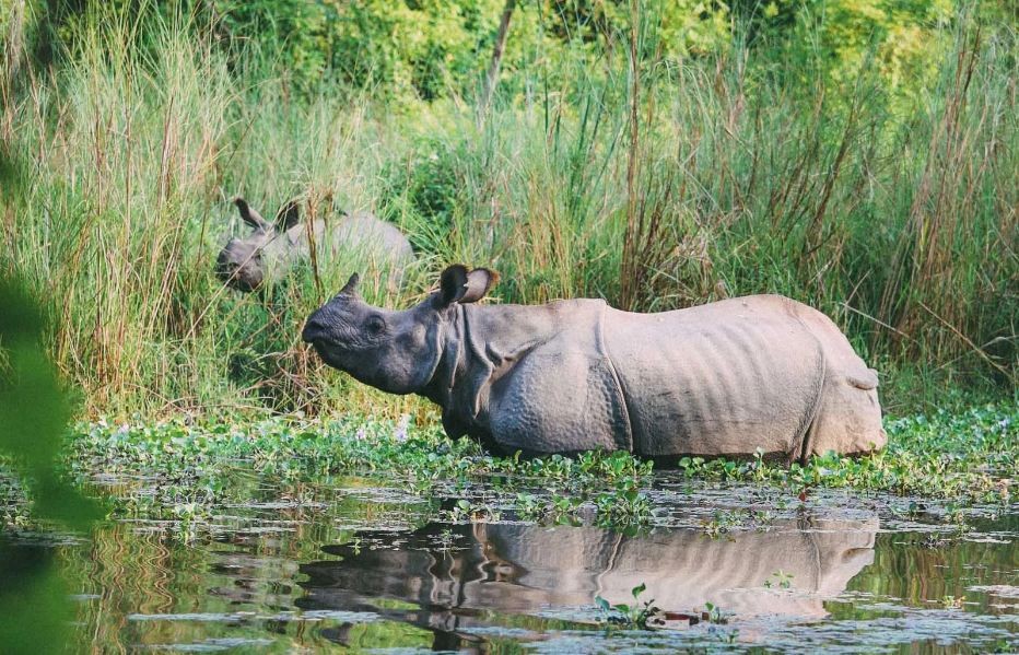 युएसएआईडीको कार्यक्रम स्थगित, अब नेपालको गैँडा गणना गर्न पैसा कसले दिन्छ ?