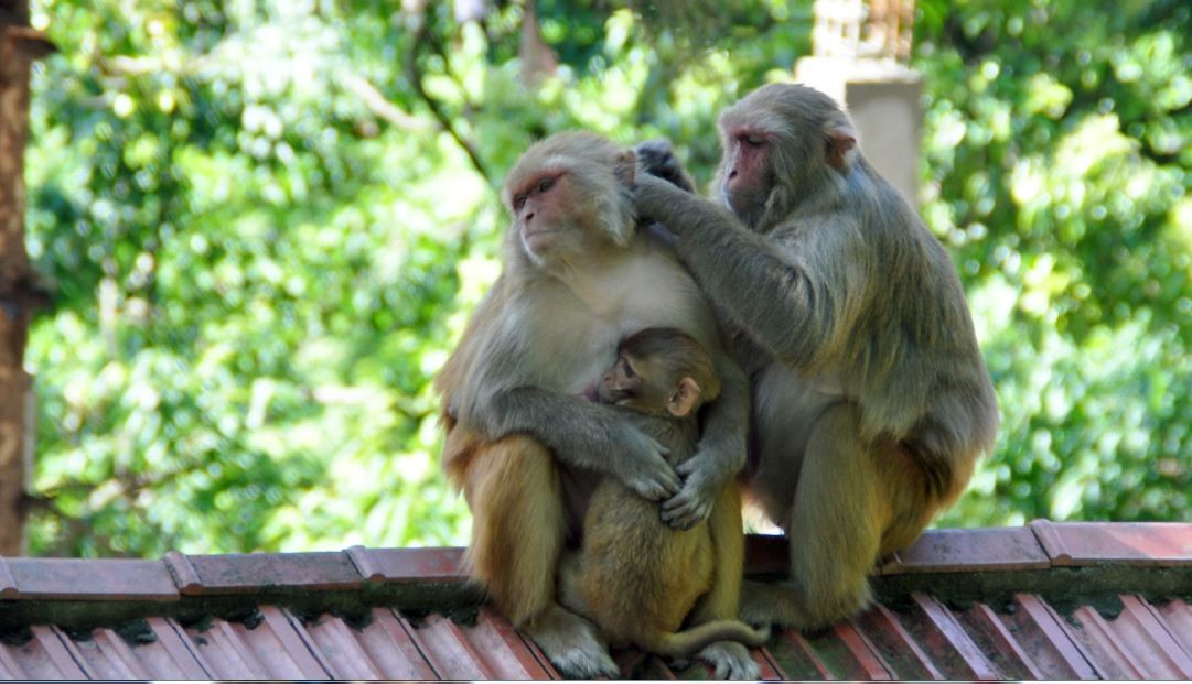 किसानलाई मल बीउभन्दा बाँदर आतङ्क समस्या, भन्छन्– टेर्नै छाडे, धपाउनै सकिँदैन