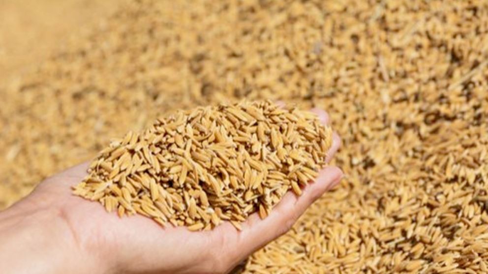 सरकारले धानको समर्थन मूल्य बढायो, प्रतिक्विन्टल कति पुग्यो ?
