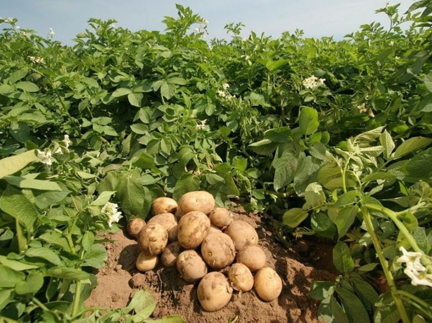 एक कठ्ठा जग्गामै ‘बाह्र क्विन्टल’ आलु, दङ्ग पिताम्बरका दलबहादुर