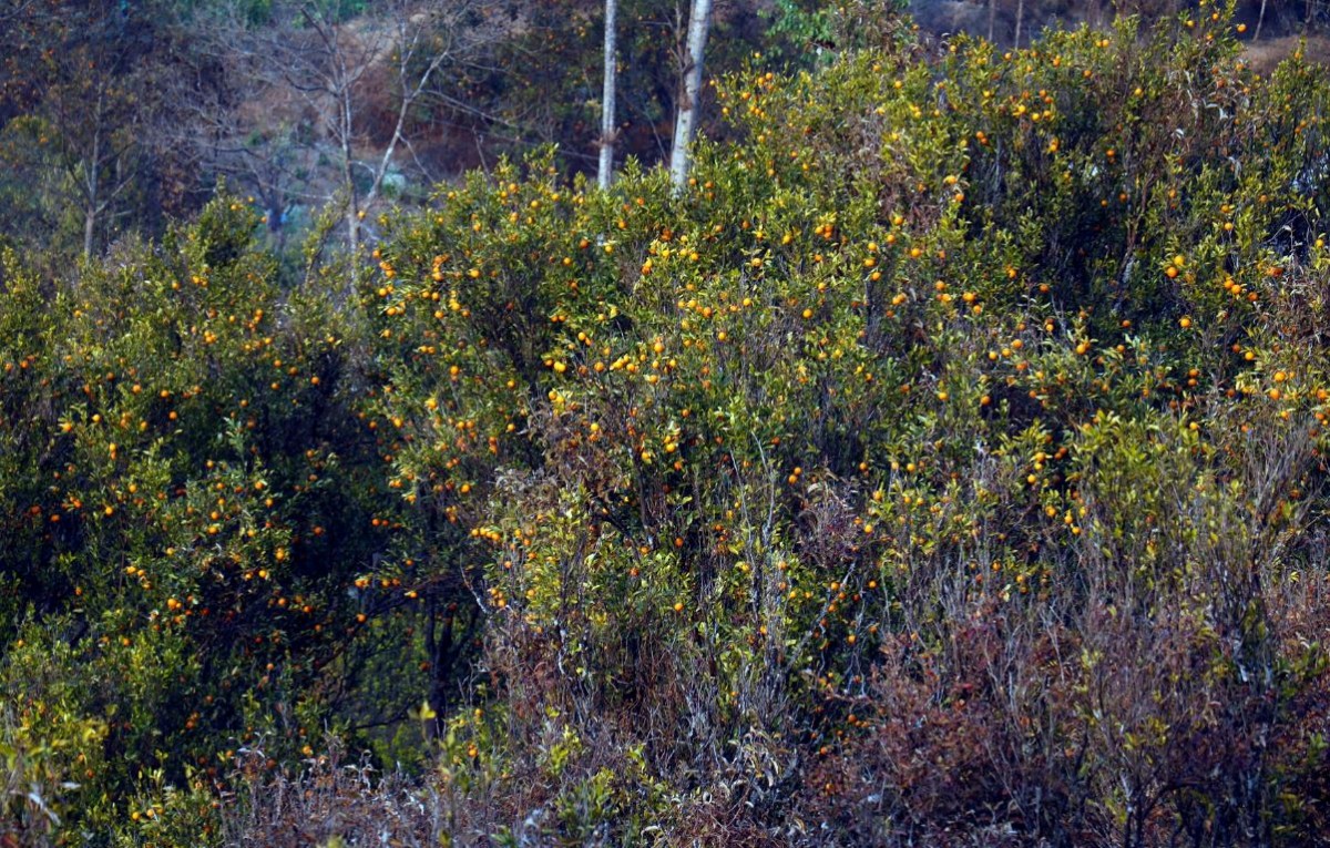 सुन्तला बेचेर कमलले कमाए ४० लाख, खरिदका लागि व्यापारी बगैँचासम्म