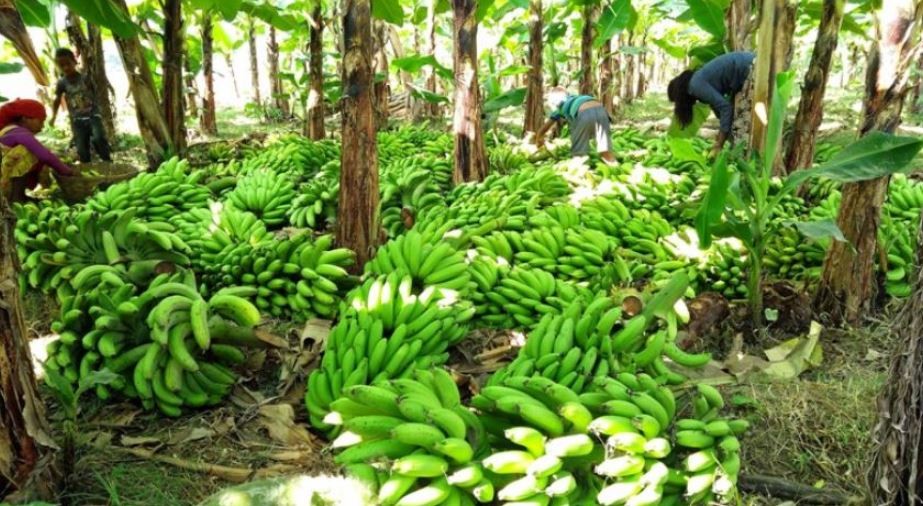 Banana worth Rs 40 million imported in Janakpurdham for Chhath festival