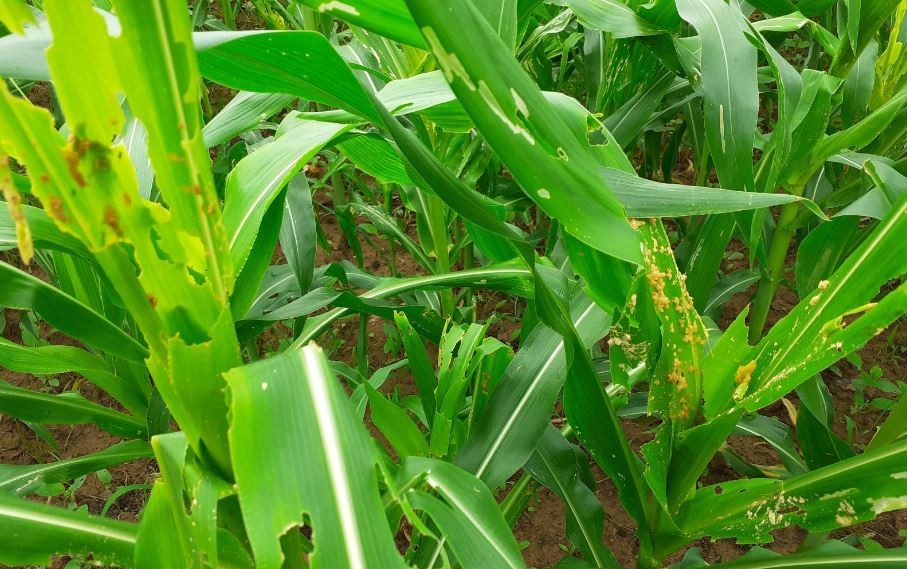 मकैमा फौजी किराको आक्रमण, किसान चिन्तित