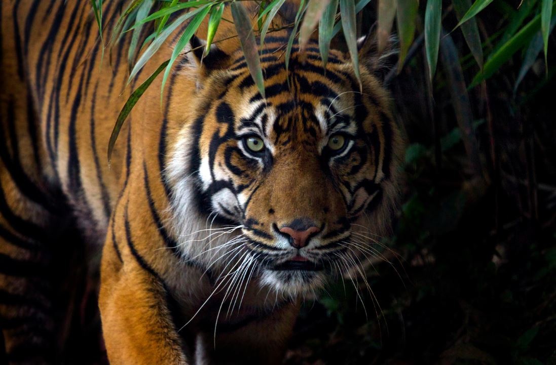 नेपालमा बाघको सङ्ख्या बढ्दै तर घट्दै बासस्थान क्षेत्र