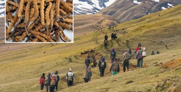 डोल्पामा जेठ १० गतेदेखि यार्सा सङ्कलन खुला, सङ्कलकहरूको स्वास्थ्य बिमा नहुँदा समस्या