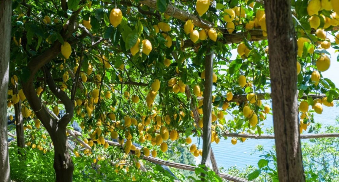 गाउँ फर्किएका नेपालको कृषि फार्म, वार्षिक १५ लाख बढी आम्दानी