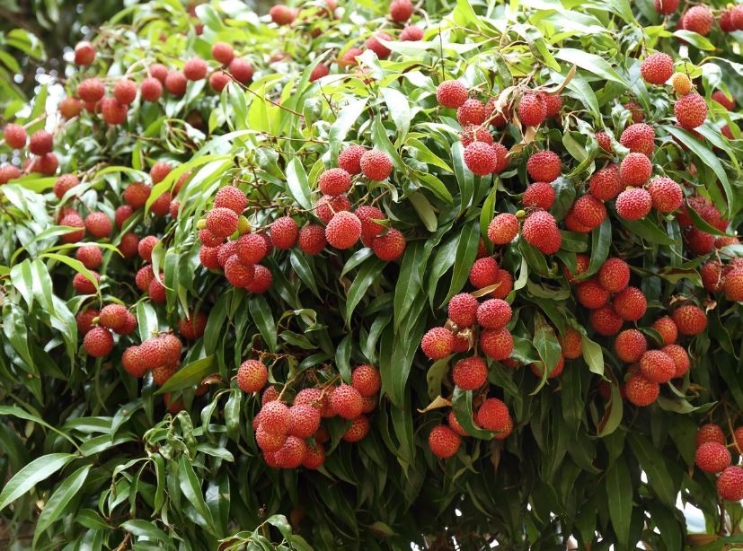 रामघाट सुर्खेतमा व्यावसायिक लिची खेती आकर्षण