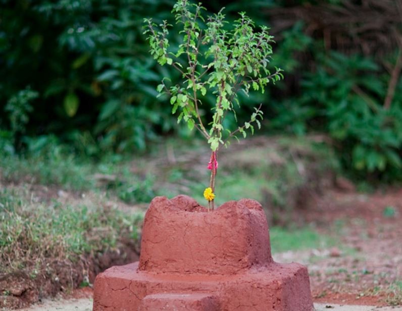 तुलसीको बिरुवा सारिँदै, आज आषाढ शुक्ल एकादशी