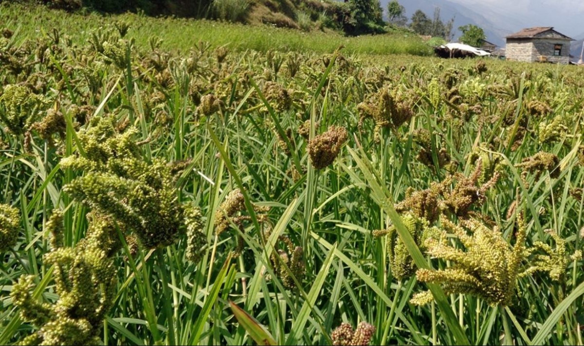 कोदोबालीमा खुम्रे कीराको समस्या, हुर्कने बेलाको कोदो मर्न थालेपछि चिन्तित किसान