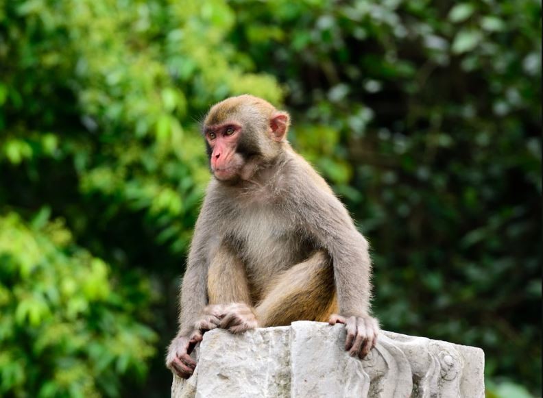 Monkey menace drives migration among farmers in Bhojpur