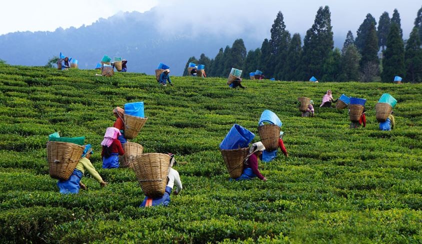 तीन अर्ब सन्ताउन्न करोड बराबरको चिया निर्यात