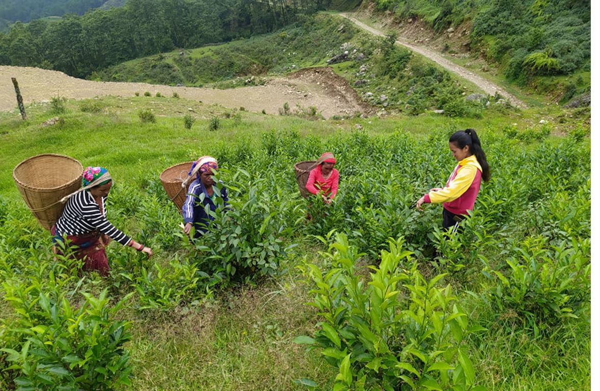 झापाबाट ११ करोडको चिया भारत निर्यात