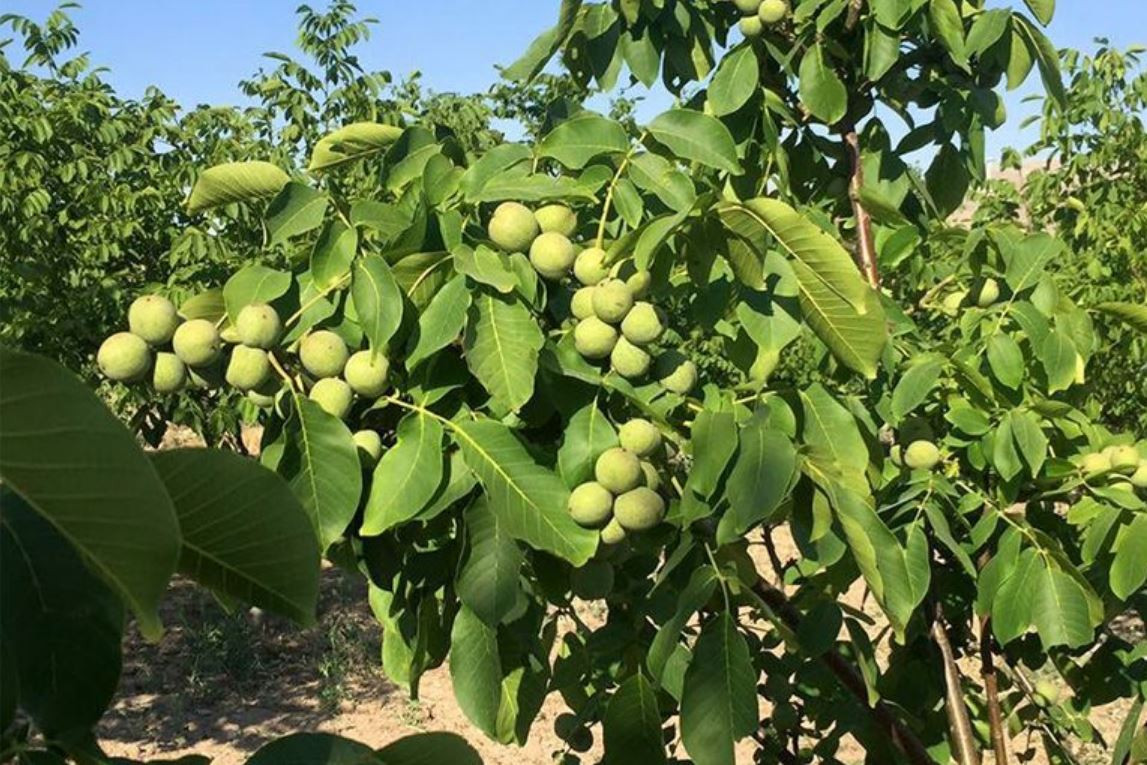 बागलुङमा बाँझो जग्गा सदुपयोगको अभियान,  फलफूलखेतीमार्फत स्थानीयलाई गाउँमै टिकाउने प्रयास