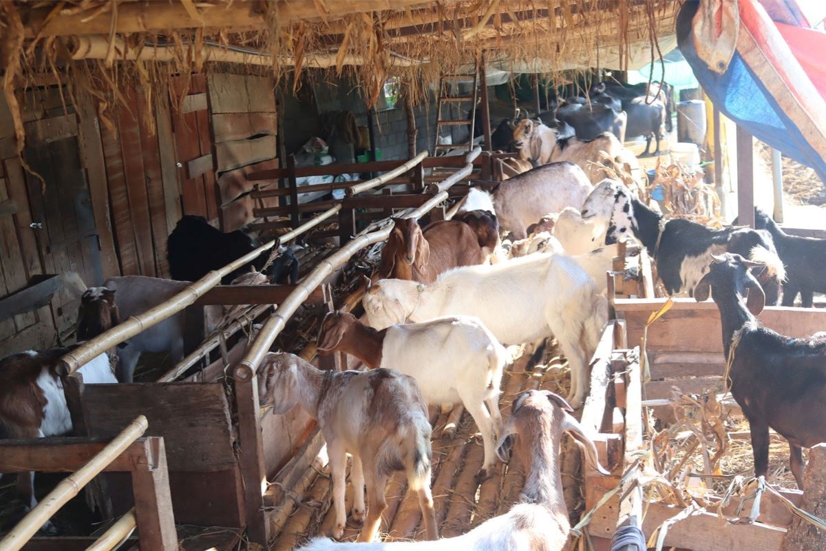 निमोनियाका कारण तीन सातामा एउटै फार्मका दुई सय ८० बाख्रा मरेपछि...