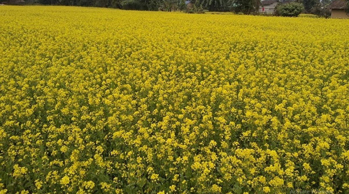 तोरी फुलेर पहेँलपुर नवलपरासीका फाँट, उत्पादकत्व निरन्तर बढ्दै