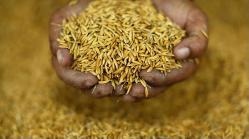 किसानले पाएनन् चैतेधानको उचित मूल्य, लगानी नउठेको किसानको गुनासो