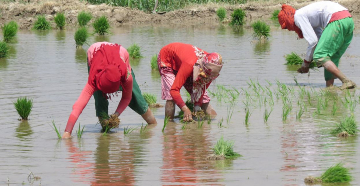 Draught affects Jumla farmers; paddy transplantation delayed
