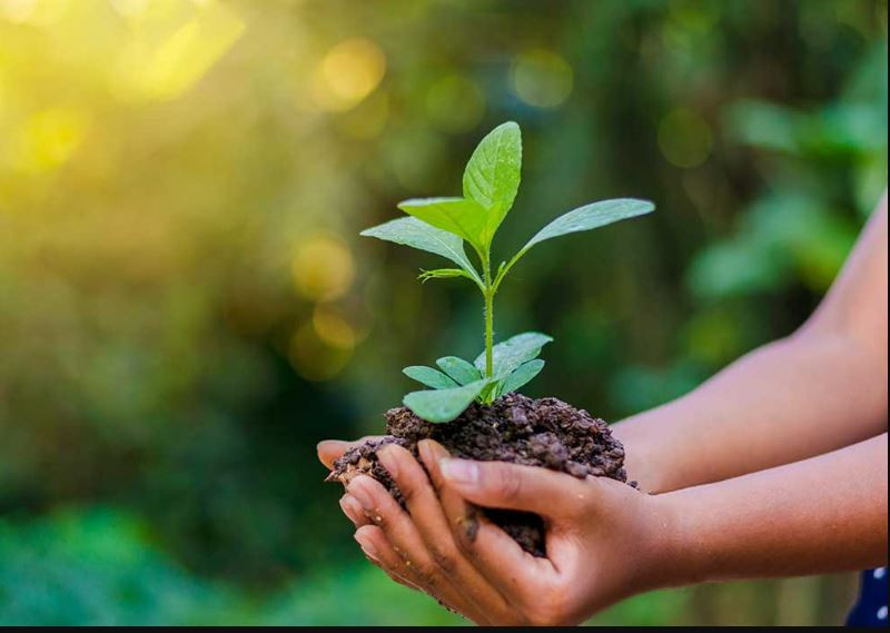 किसानलाई २२ प्रजातिका बिरुवा निःशुल्क वितरण