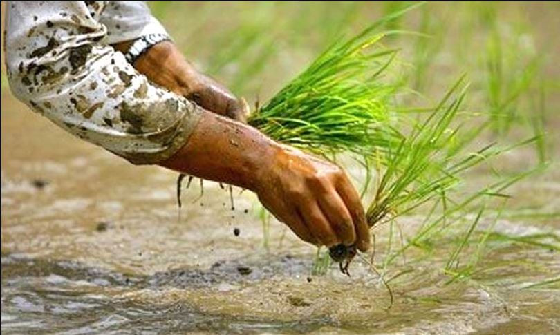 धान रोपाइँ १५.६ प्रतिशतमा सीमित, सुदूरपश्चिम प्रदेश सबैभन्दा अगाडि