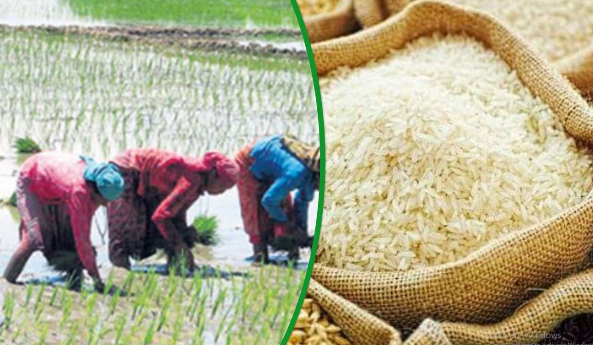 किसानलाई आकाशे पानीकै भर, कृषिमा छैन लगानी अनुसारको प्रतिफल