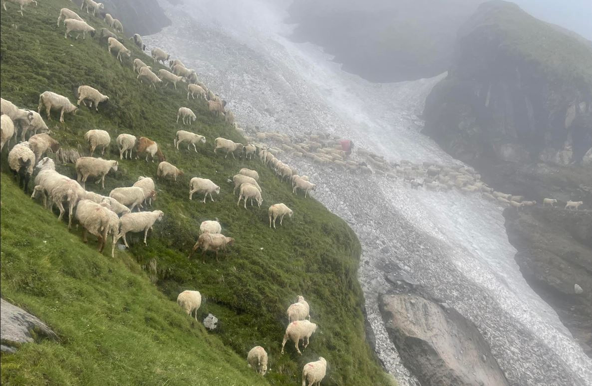 स्नातकोत्तर गरेका भेडा गोठाला लक्ष्मण साम्पाङ, जो कमाउँछन् बार्षिक २० लाख