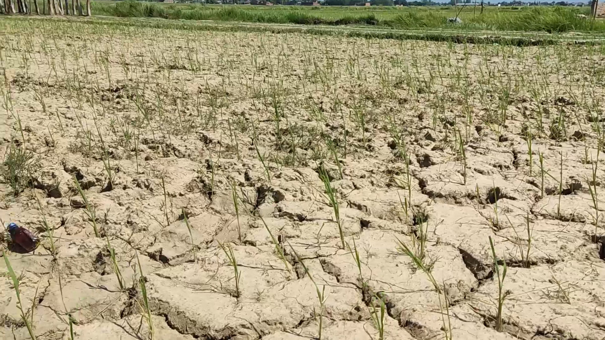 पानी नपरेपछि धानखेतमा धाँजा फाट्न थाल्यो, किसानलाई रोपो जोगाउने चिन्ता