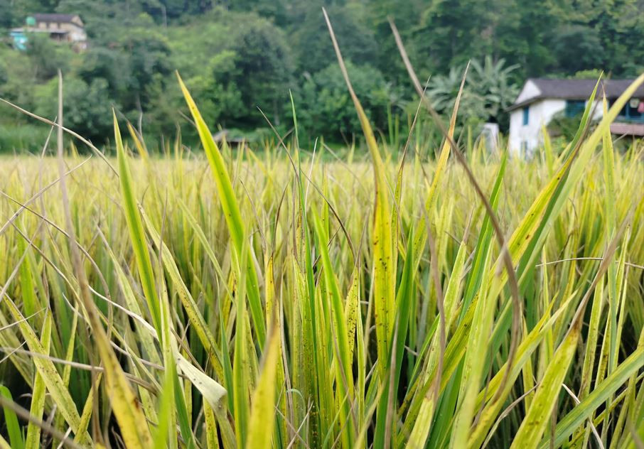 खेतमै सुक्यो धान, किसान भन्छन्, - रोपाइँमा लागेको खर्चसमेत उठाउन गाह्रो छ