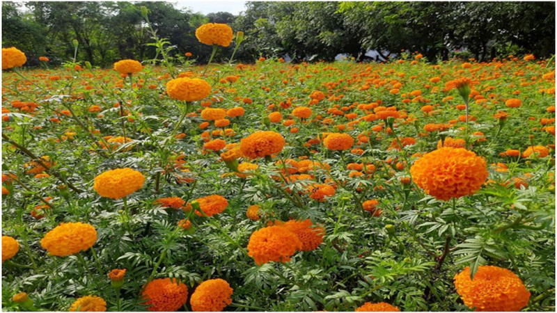 ढकमक्क फुल्न थाले तिहार लक्षित सयपत्री