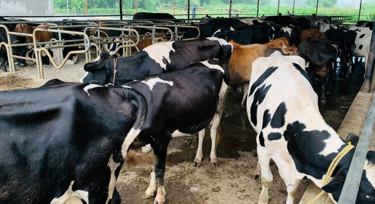 पेसाले शिक्षक रहे पनि व्यावसायिक पशुपालनमा रमाइरहेका न्यौपाने, ३५ लाखको लगानी, मासिक दुई लाख बचत