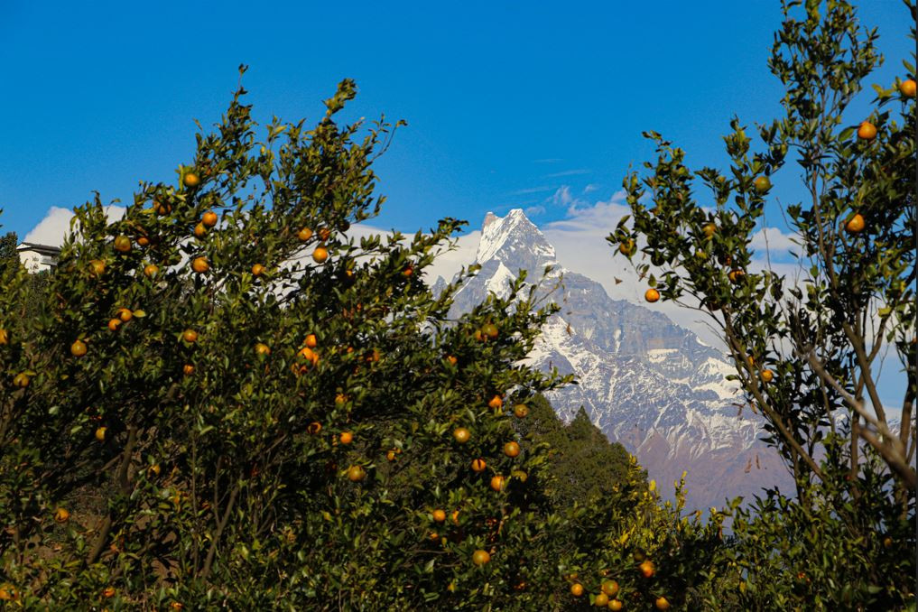 भिरमा लटरम्म सुन्तला फलाउँदै देवघाटका किसान, भन्छन्– केही हुँदैन भनेर नगरी बस्दा कृषिमा केही नहुँदोरहेछ
