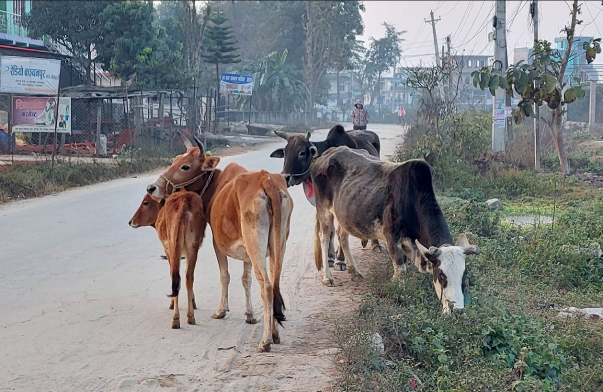 आज विश्व पशु दिवस मनाइँदै, पर्यावरण संरक्षणमा पशुको आवश्यकता किन ?