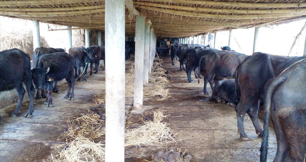 भैँसी पालनबाट मासिक साढे तीन लाखसम्म कमाउँछन् दुई दशक दुबई बसेर फर्केका बाबुराम