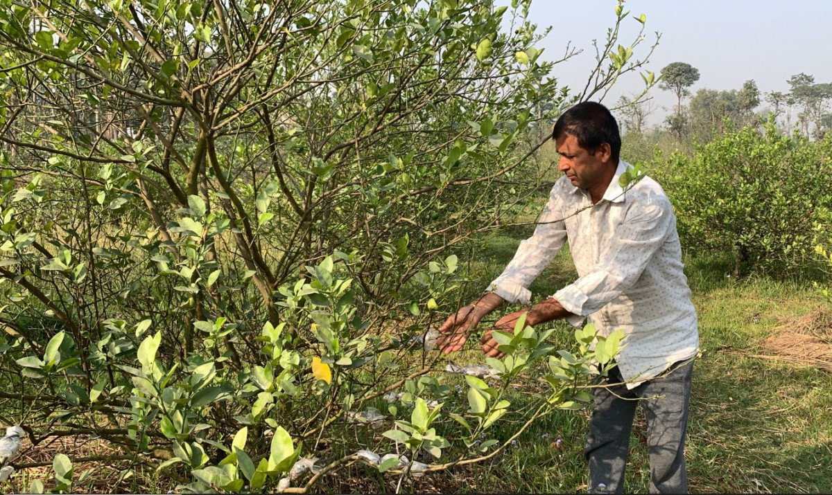ढुसीको प्रकोपले कागतीका बोट मर्न थाले, कसरी जोगाउने ?