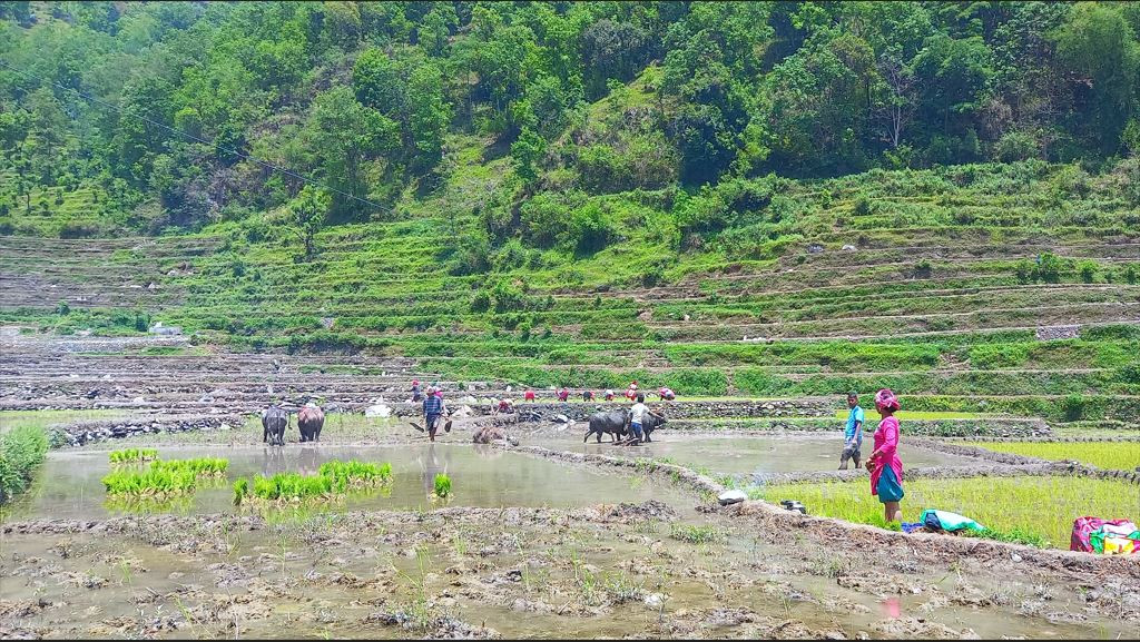 मनसुन समय अगावै भित्रिदा धान रोपाइँ बढ्यो, कुन प्रदेशमा कति ?