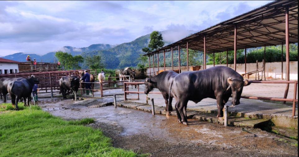 कृत्रिम गर्भाधानका लागि मुर्रा राँगाको वीर्य सङ्कलन