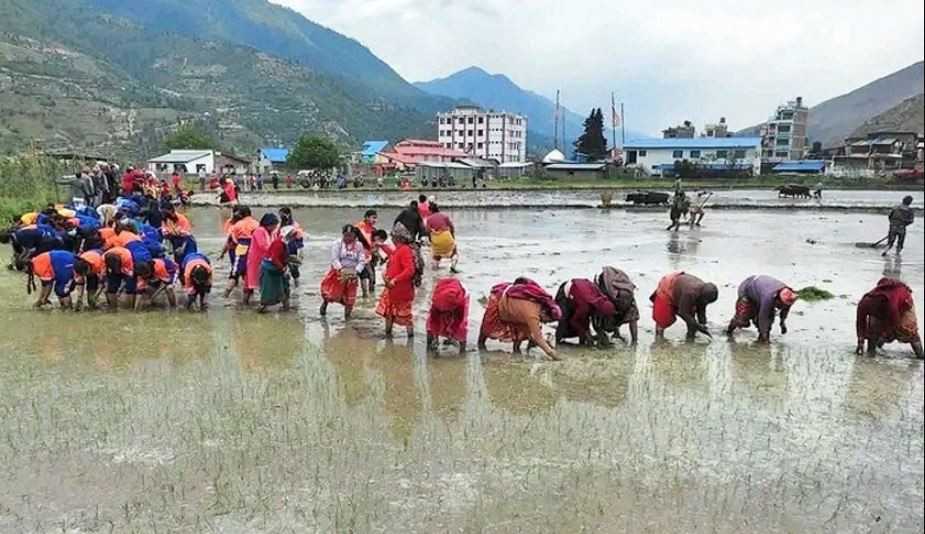 बागमती प्रदेशमा ९३ प्रतिशत धान रोपाइँ