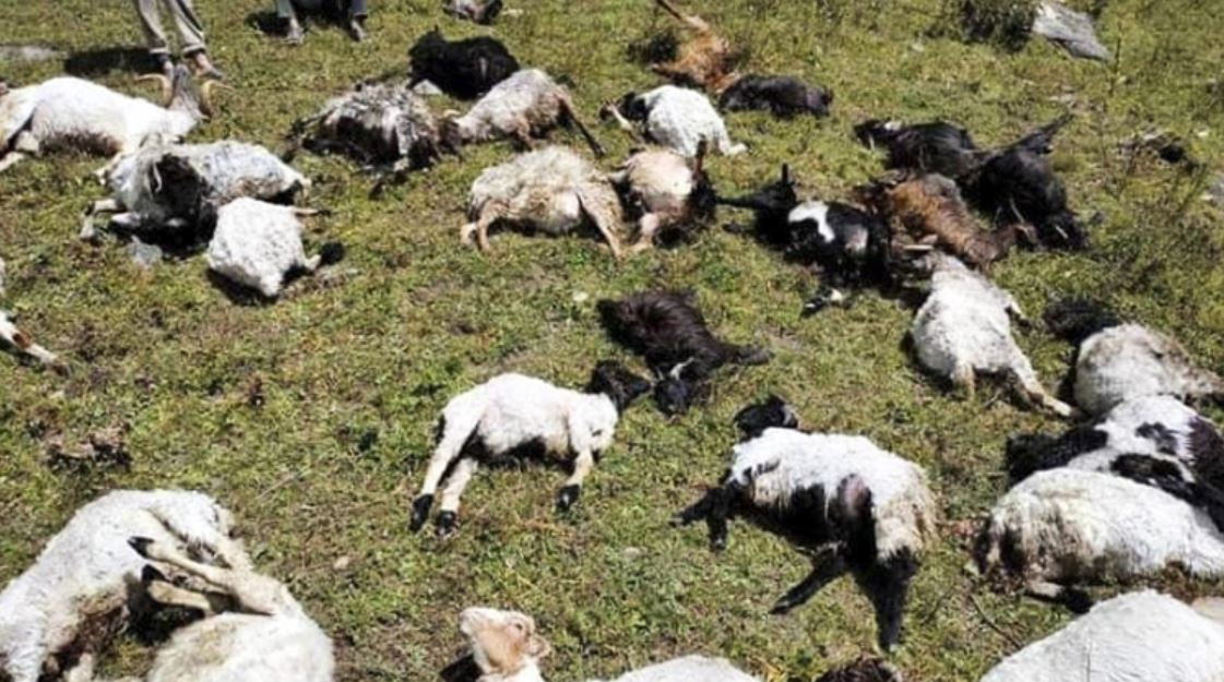 गुठिचौरको ठुलोहाँका पाटनमा चट्याङ : २ सय भेडा मरेको अनुमान