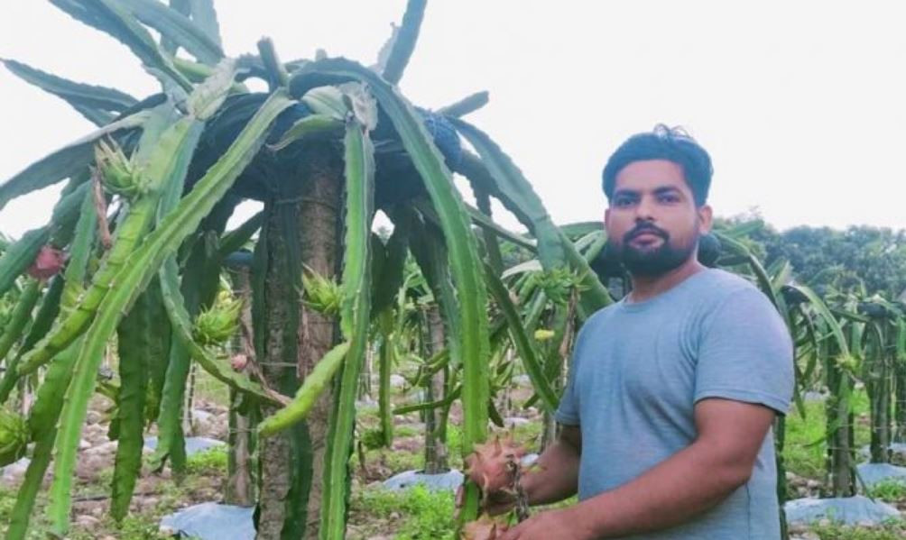 सिन्धुलीका युवा व्यावसायिक ड्रागन खेतीतर्फ आकर्षित, बर्षमा २० क्विन्टल फल बेच्दा १० लाखसम्म आम्दानी