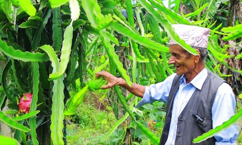 ड्रागन खेतीमा रमाउँदै बागलुङका पूर्व शिक्षक अर्याल, भन्छन्– खेतबारी आम्दानीका स्रोत हुन्