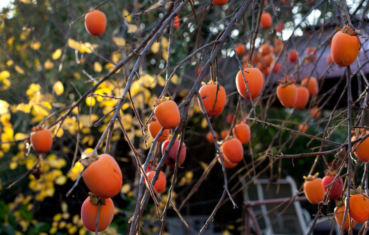 हलुवावेदको खेती कसरी गर्ने ? यसको सेवन गर्दा हुने फाइदाहरू केके हुन् ?