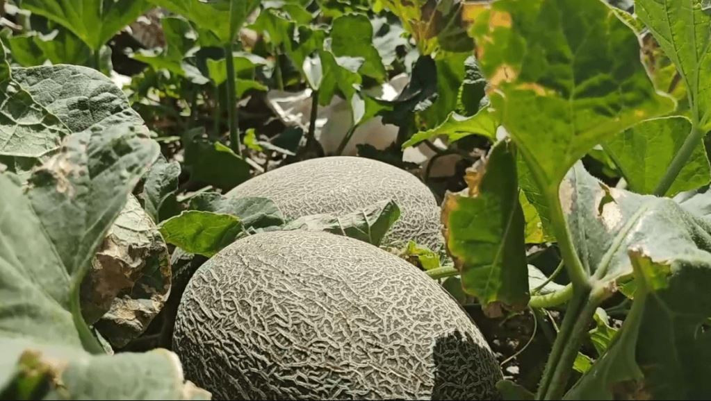 चीनमा एक किसानले खरबुजा खेतीबाट कमाए ५५ हजार अमेरिकी डलर