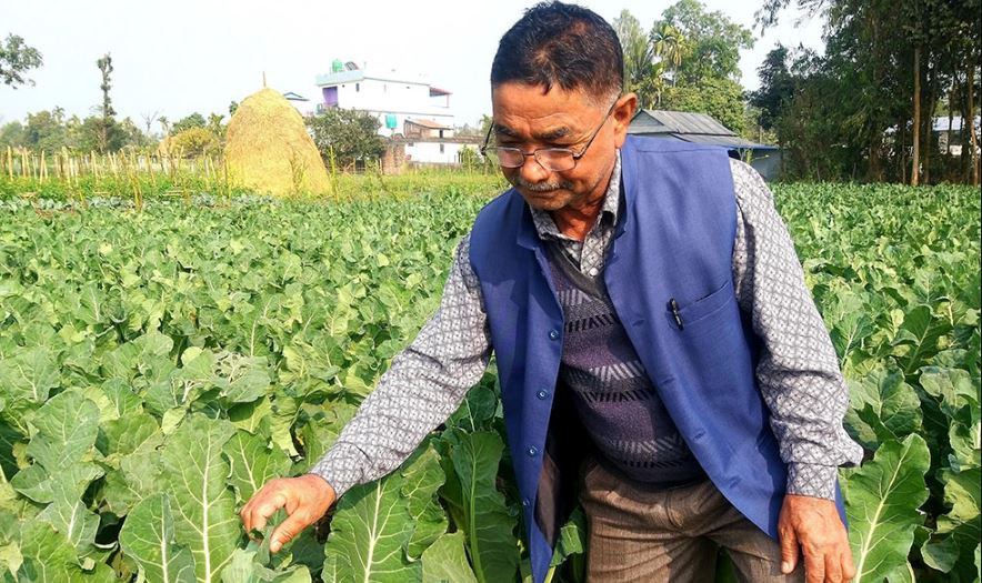 विदेशबाट फर्केर कृषि कार्य गर्दै स्याङ्जा चन्द्रकान्त, बीउ र तरकारी बेचेर वार्षिक १४ लाख आम्दानी