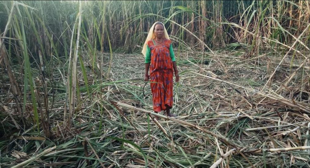 जङ्गली हात्तीले उखुबाली सखाप पारेपछि किसान चिन्तित, भन्छन्– बैंकको ऋण कसरी तिर्ने ?