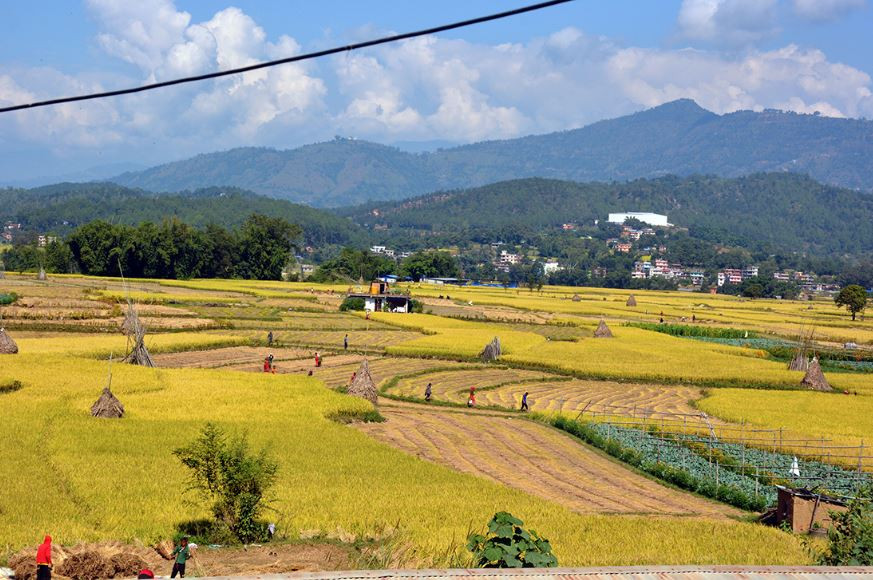 कैलालीमा चैते धान खेतीतर्फ आकर्षण बढ्दै, उत्पादन बढाउन प्रोत्साहन स्वरुप नगद पुरस्कार दिने नीति