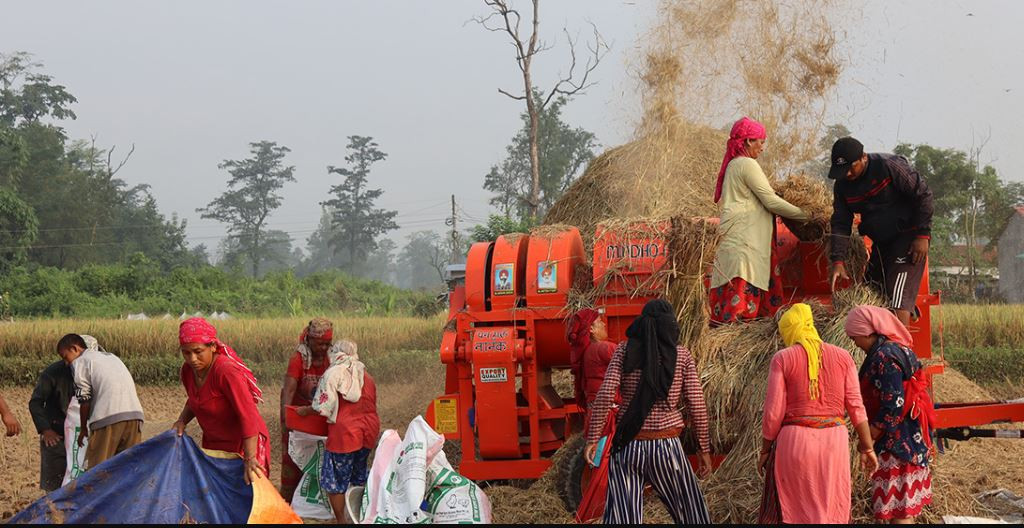 किसानलाई धान काट्न र थन्क्याउन भ्याइनभ्याइ, उत्पादन बढ्ने अनुमान