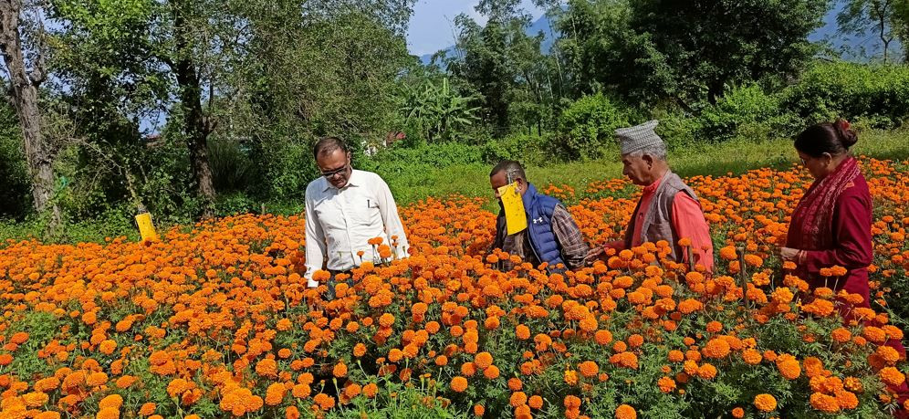 सयपत्री बेचेर ९ लाख आम्दानी गर्दै सिन्धुलीका उमेश, भन्छन्– पैसा कमाउन विदेश जाने सोच आउँदैन