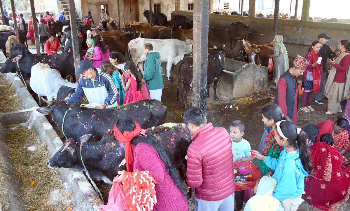 आज किन गरिन्छ गाई पूजा ?, यस्तो छ धार्मिक विश्वास