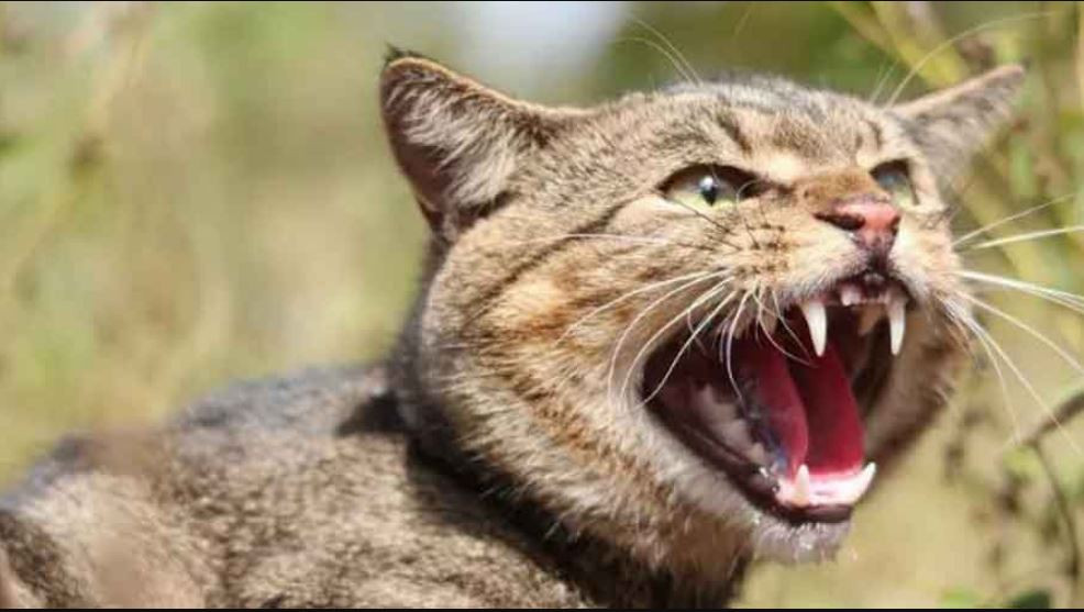 Wild cat taken under control from Makwanpur brought to Chitwan