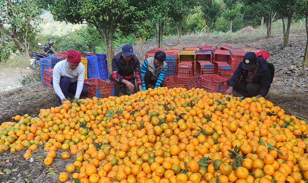 गाउँमा करोडौँको सुन्तला, बजार पुर्‍याउन गाह्रो
